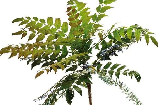 十大功劳的功效与作用