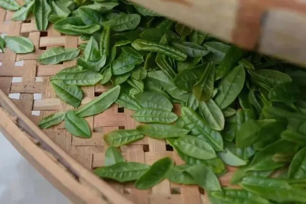 六安瓜片属于什么茶类 六安瓜片是什么香型