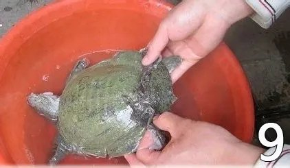 杀甲鱼(王八)正确杀法怎么杀，甲鱼怎么吃？