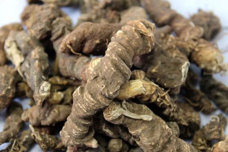 野生七叶一枝花图片及用途