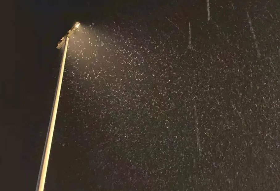 2021年成都第一场雪来了，南方人看到雪花的第一反应是什么？