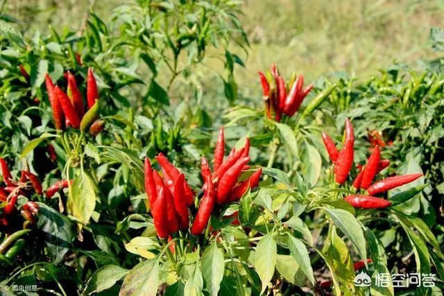 朝天椒如何种？