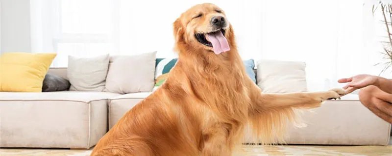 微笑狗到底是什么 微笑狗到底是什么意思