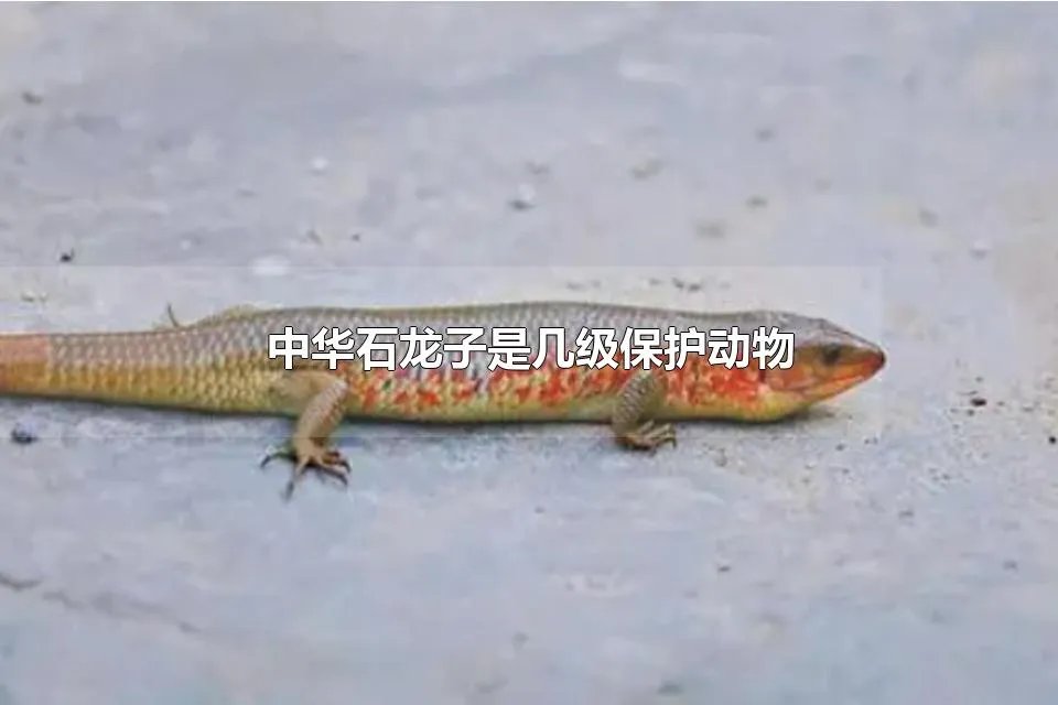 中华石龙子是几级保护动物 中华石龙子可以养吗