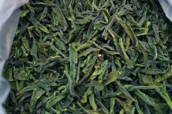 六安瓜片属于什么茶类 六安瓜片是什么香型