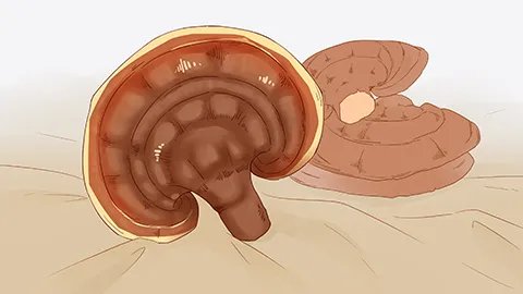 灵芝孢子粉的功效是什么