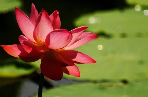 映日荷花别样红的前一句是什么？