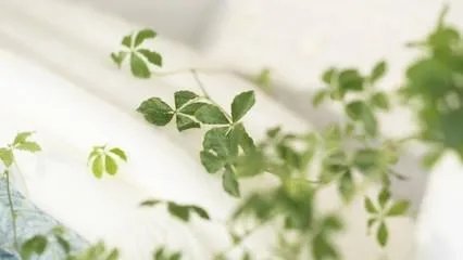 有哪些小清新歌曲推荐？