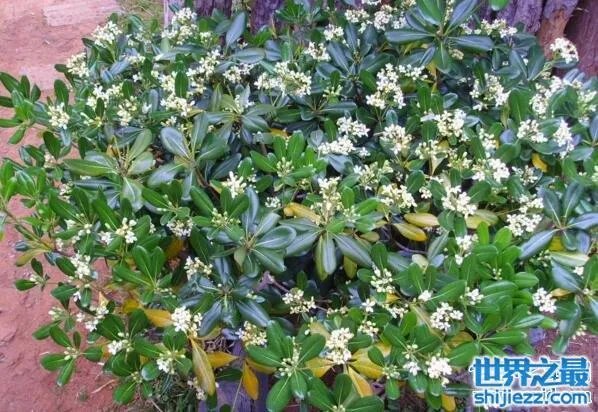 夏天家里放一物绝对没蚊子，还能装饰房间(一举两得) 