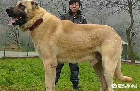 坎高犬的战斗力怎么样？