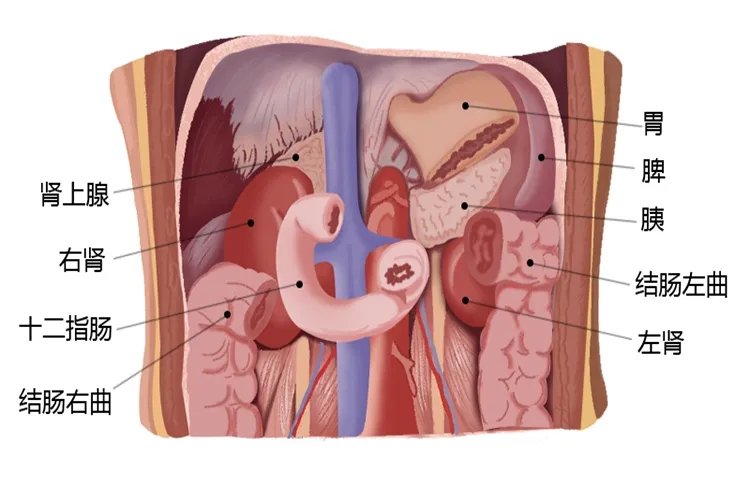 肾脏位置结构图