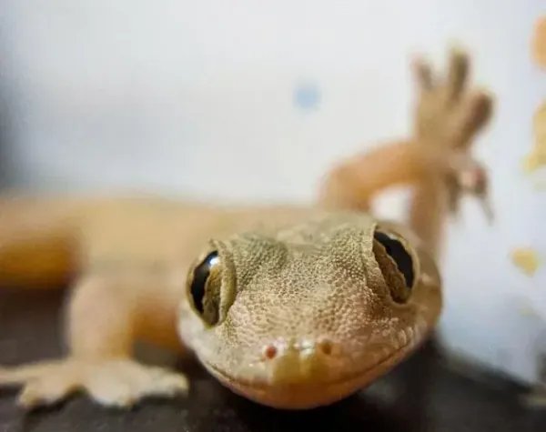 三星堆青铜神树上有只壁虎，它是怎么进入密封展柜的？