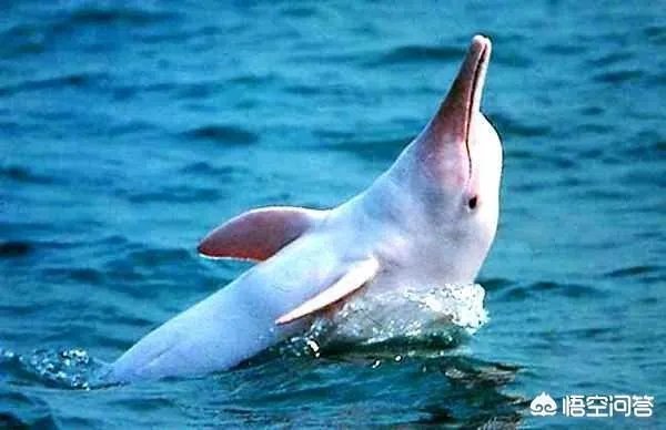 白鱀豚是怎样灭绝的