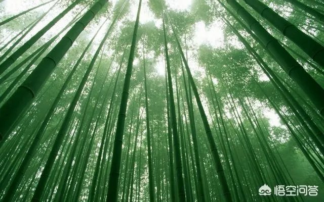 竹子是草还是树，为什么？
