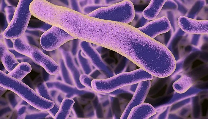 常见的单细胞生物有哪些