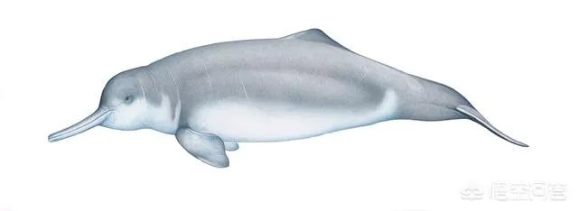 白鱀豚是怎样灭绝的
