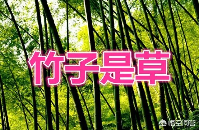 竹子是草还是树，为什么？