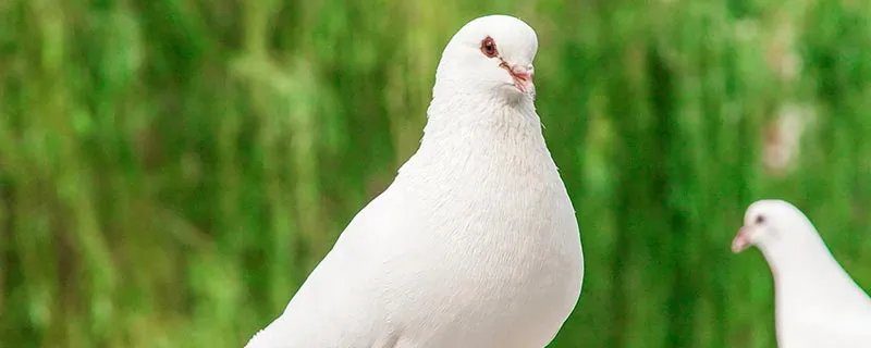 放鸽子是什么意思