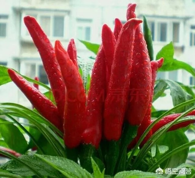 朝天椒如何种？