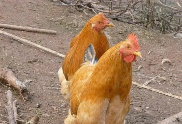 无抗养殖怎么做？