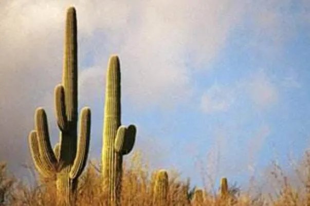 十大神奇的植物，世界花王排第八，第五见血封喉