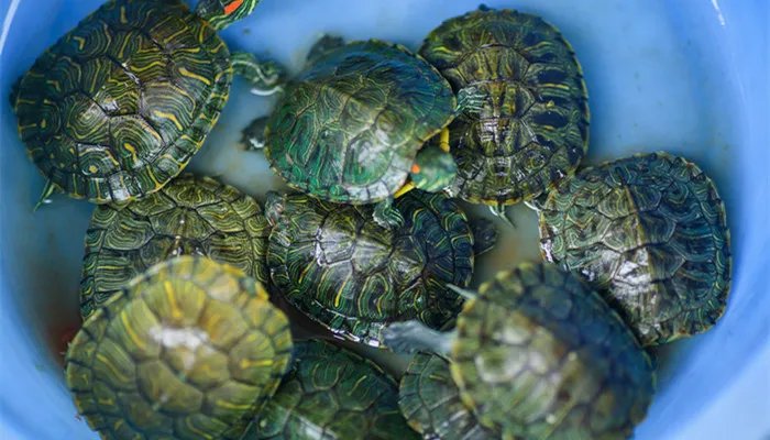 王八看绿豆是什么意思 王八看绿豆王八指的是什么