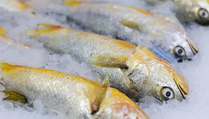 黄花鱼是不是海鱼 黄花鱼是海鱼吗