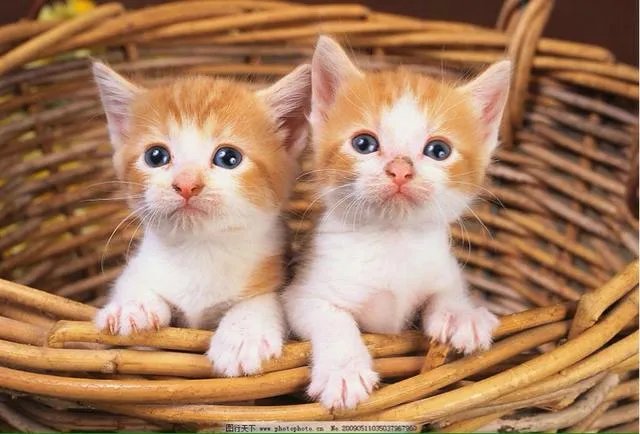 大家有没有小猫咪的图片？