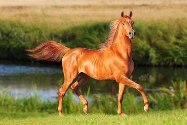 2002年属什么生肖?