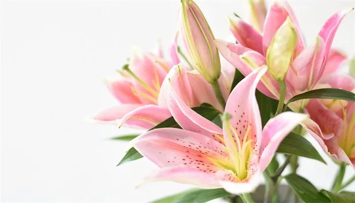 百合花语 百合的花语是什么