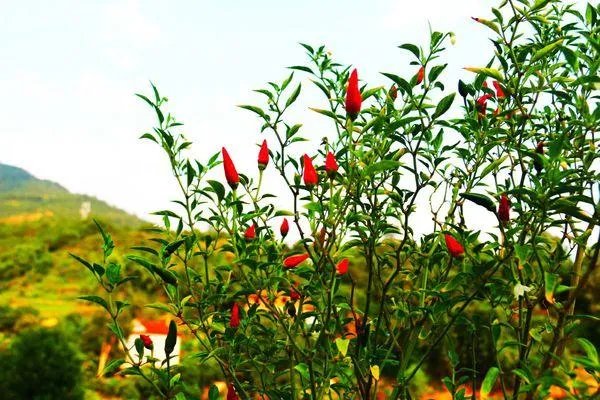 朝天椒如何种？