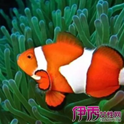 屏保热带鱼图片大全