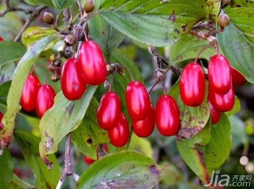 山茱萸介绍  山茱萸图片