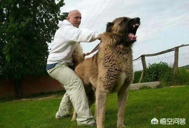 坎高犬的战斗力怎么样?