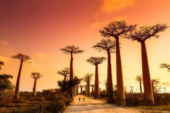 十大神奇的植物，世界花王排第八，第五见血封喉