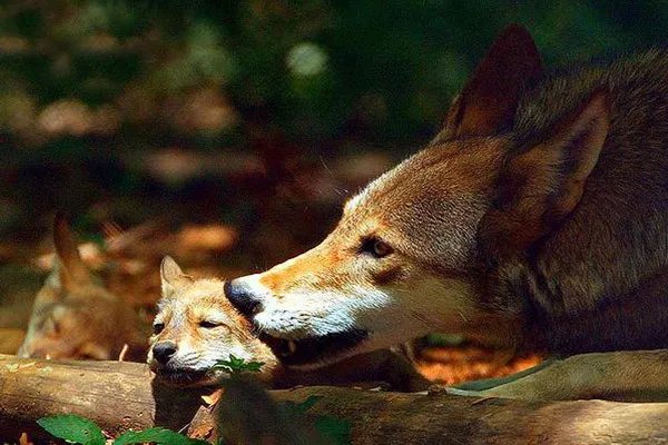 世界十大珍稀动物 大熊猫仅第五远东豹第一仅存40只