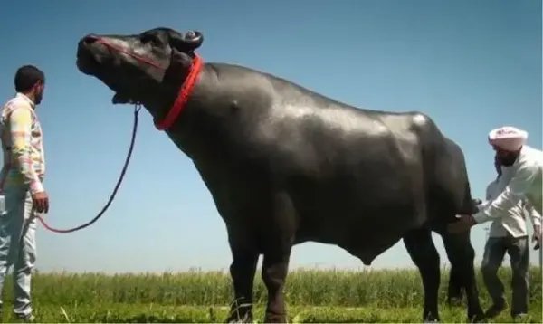 苏丹牛是什么品种？