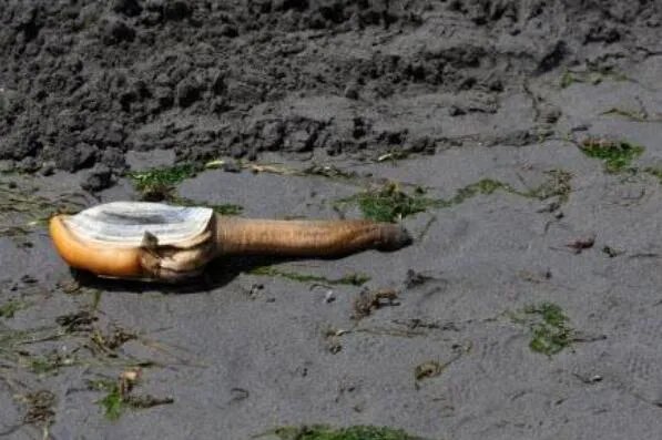 十大寿命最长的动物排名 格陵兰睡鲨上榜，第一可以“长生不老”