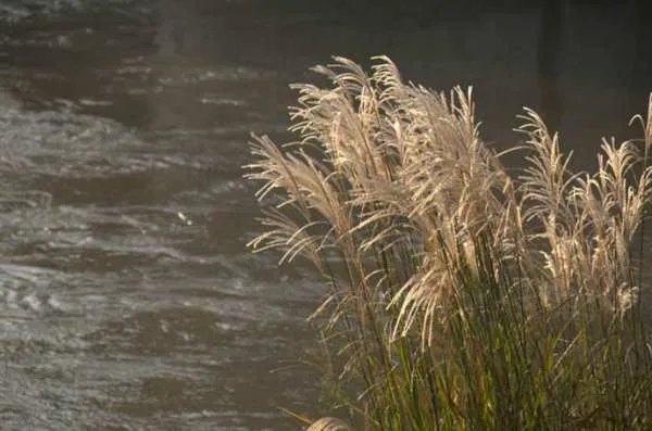 白露未晞是什么意思？