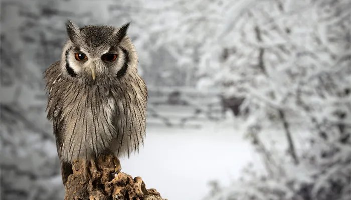 猫头鹰吃什么 猫头鹰吃什么东西作为食物