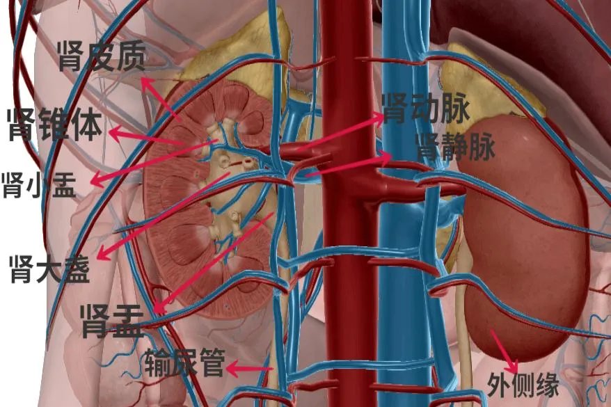 肾脏的解剖图