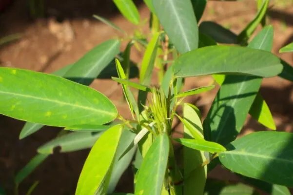 十大神奇的植物，世界花王排第八，第五见血封喉