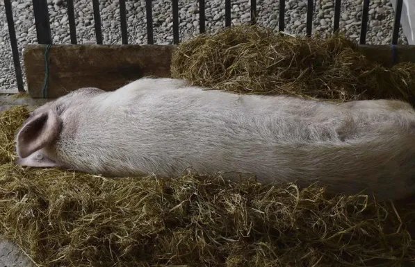 13岁猪坚强已不能自主站立，它的情况有多糟？