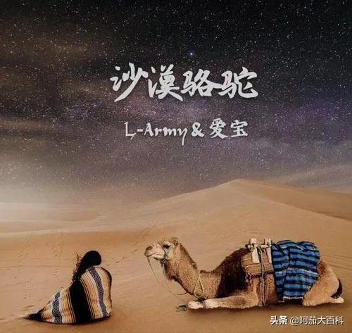 沙漠骆驼，歌词？