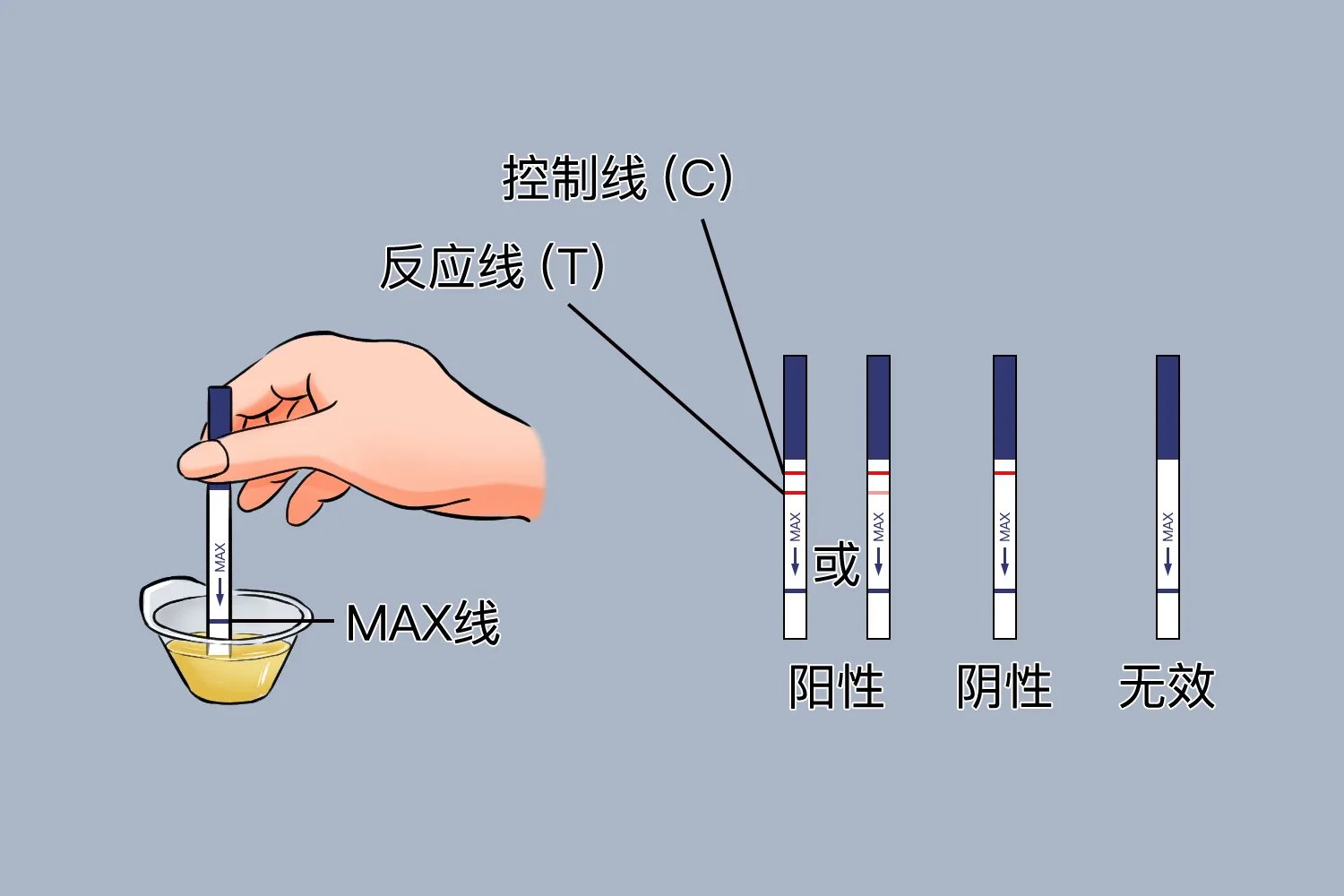 排卵试纸的正确用法图解