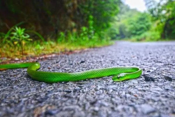 国内十大常见的无毒蛇 乌梢蛇上榜,第一性格好