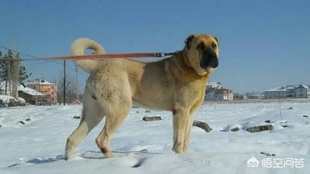 坎高犬的战斗力怎么样?