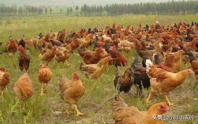 无抗养殖怎么做?