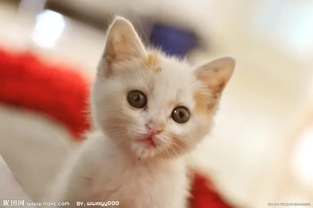 大家有没有小猫咪的图片？