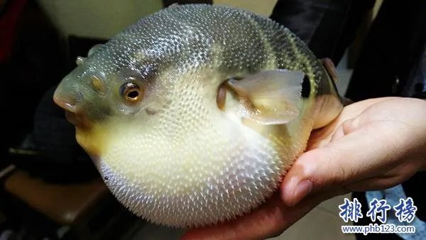 世界十大最毒的动物排行榜:疟蚊第3 第1能毒死两万只老鼠